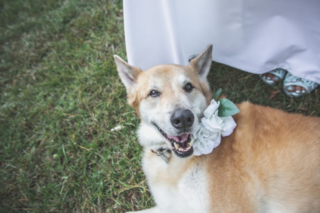 Photo pets in wedding